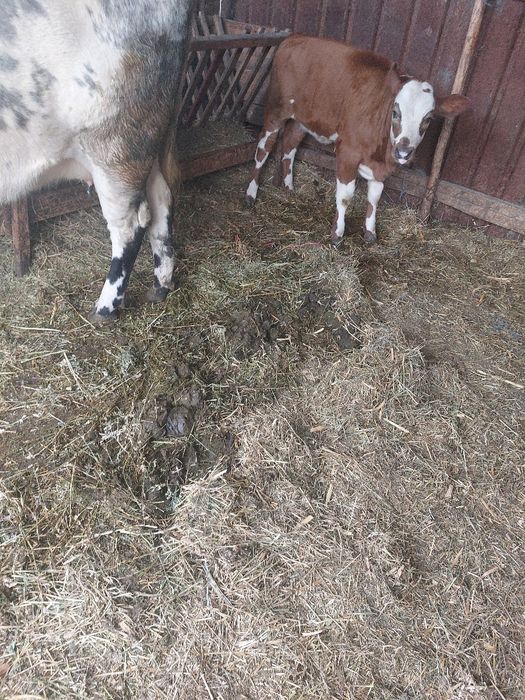 Vand vacă primul vitel+3 vitei