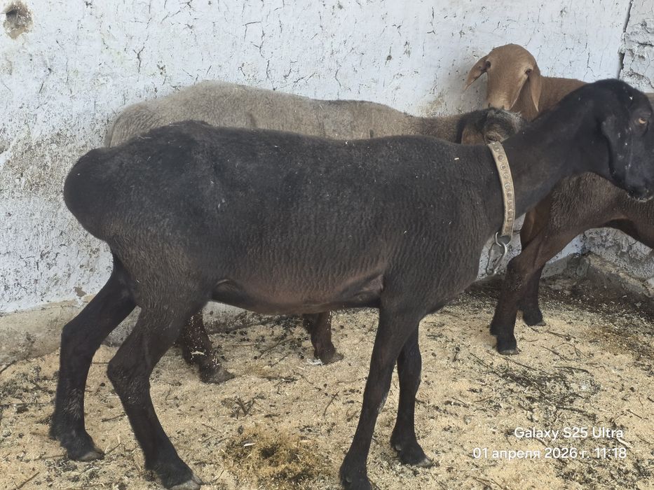 Sovliq qo‘yla 2 ta Куйлар сотилади совлик