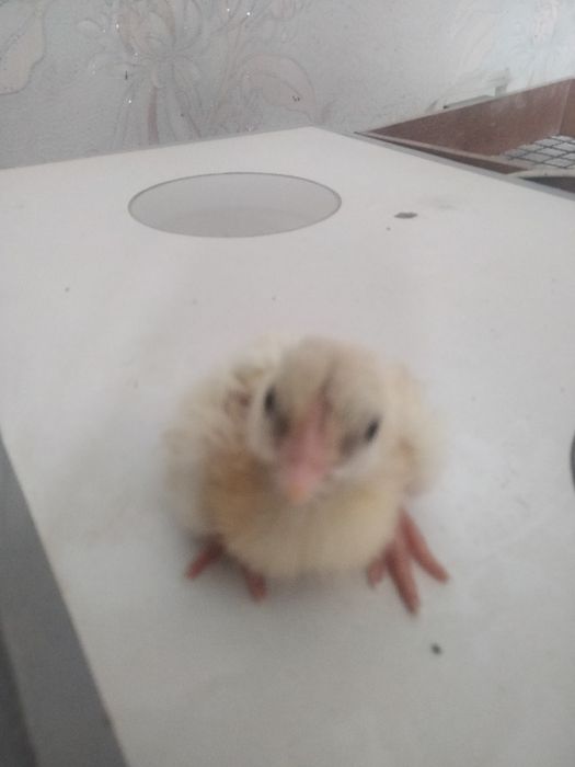 Бройлерные цыплята