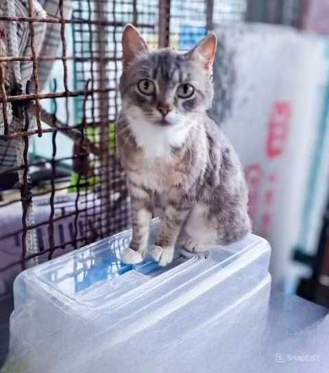 Кошки, коты  в ответственные руки