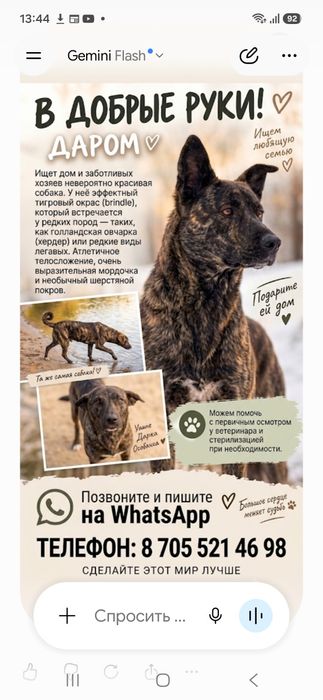 Собака   с редким   тигровым   окрасом.  В   ДОБРЫЕ  РУКИ!   в