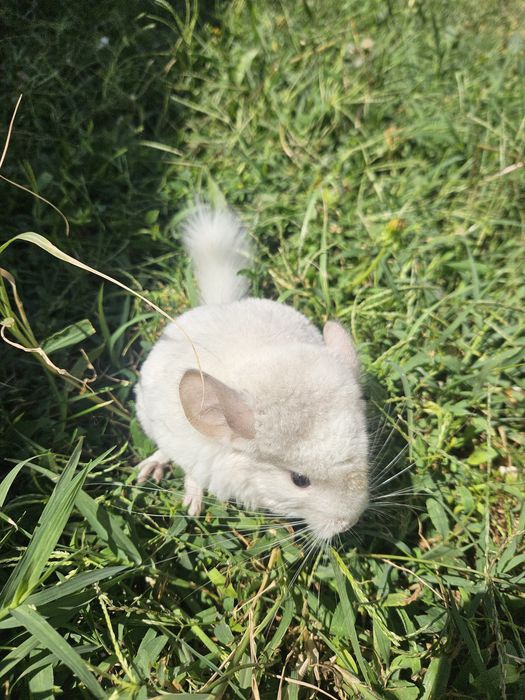 Pui de chinchilla 250 lei