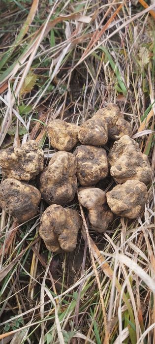 Albute magnatum pico tuber