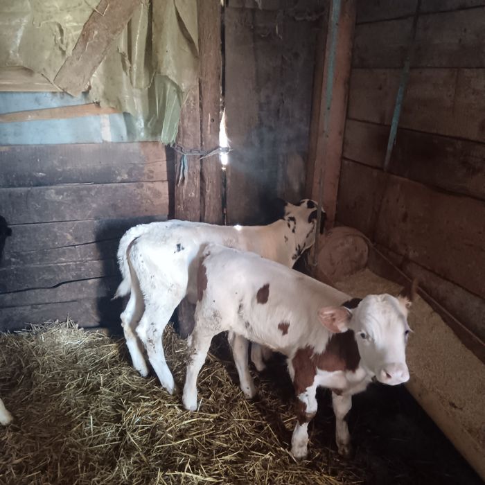 Vând 3 vitei 2 tauras și un vițeaua