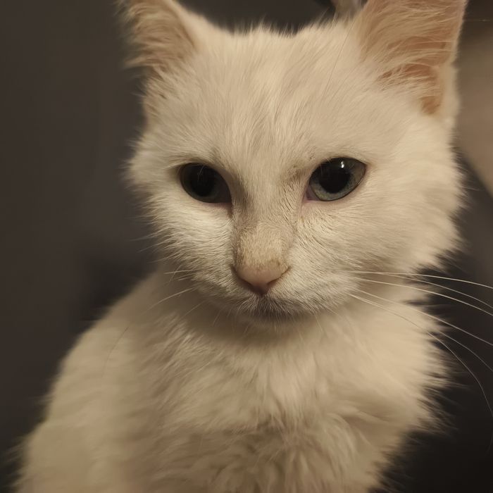 Turkish angora 5 oylik