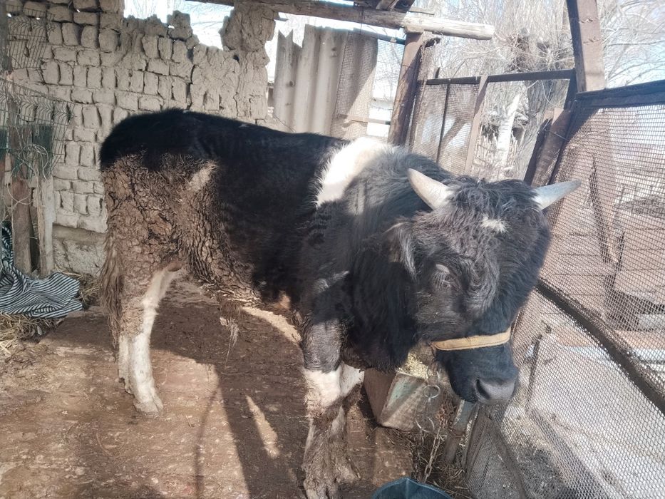 1,5 жасар өгізше