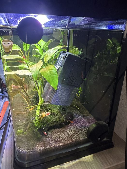 Acvariu complet cu plante, creveti, corydoras