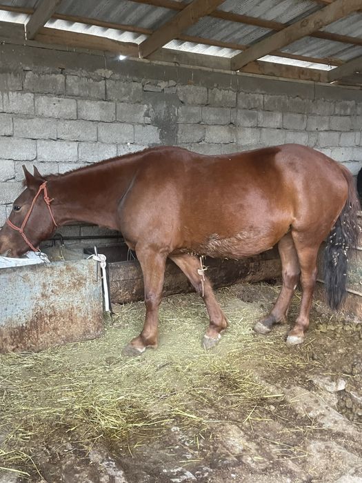 Бие сатылады бордақыда тур