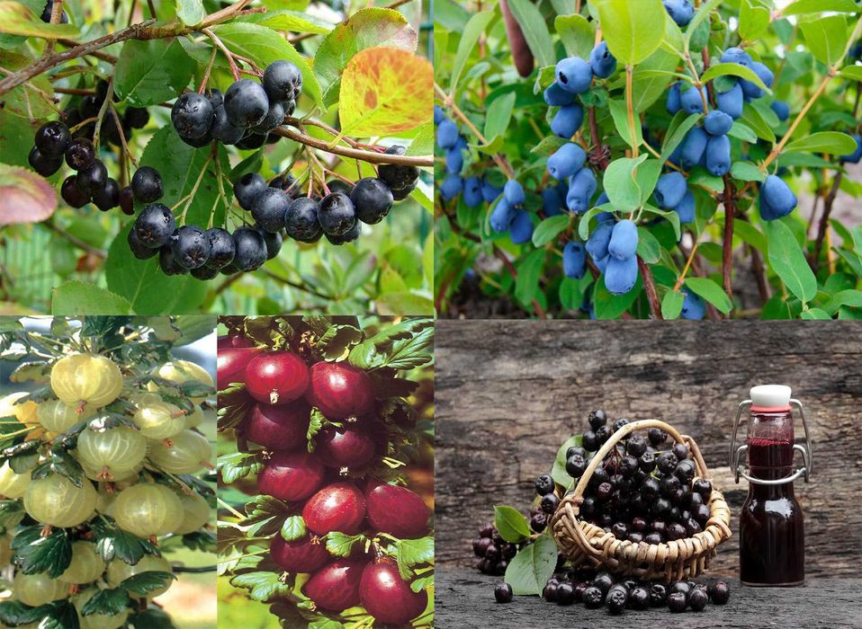 Aronia Agris Afini - Sanatate din gradina