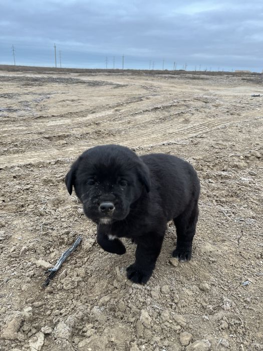 Продам щенок за 1000тг