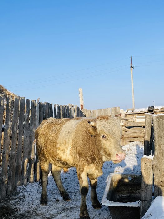 Продается. Бык.