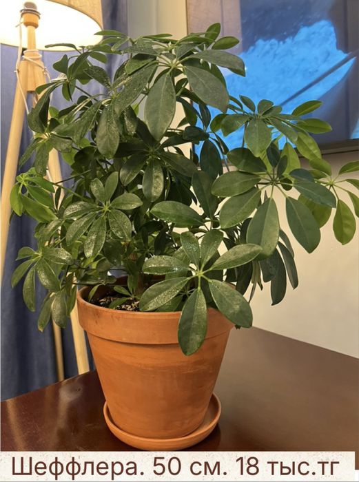 Комнатные растения: