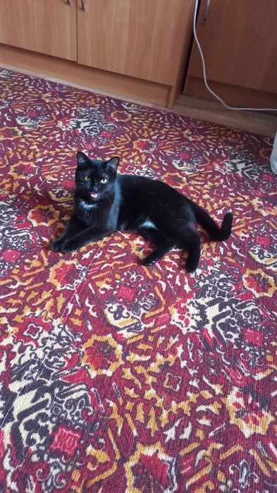 Маленькая пантера в добрые руки