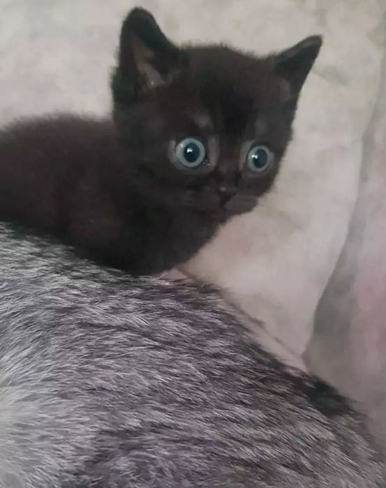 Котята мальчики и девочки цены от 15тыс и до 30тыс