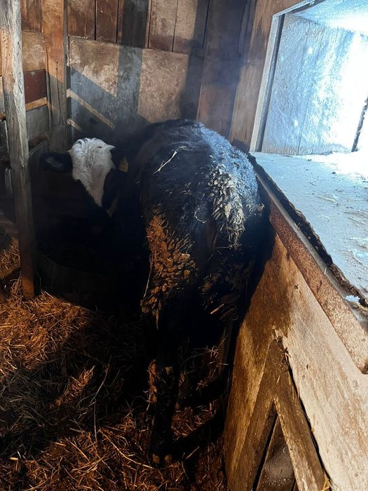 Продам тёлку 10месяцев