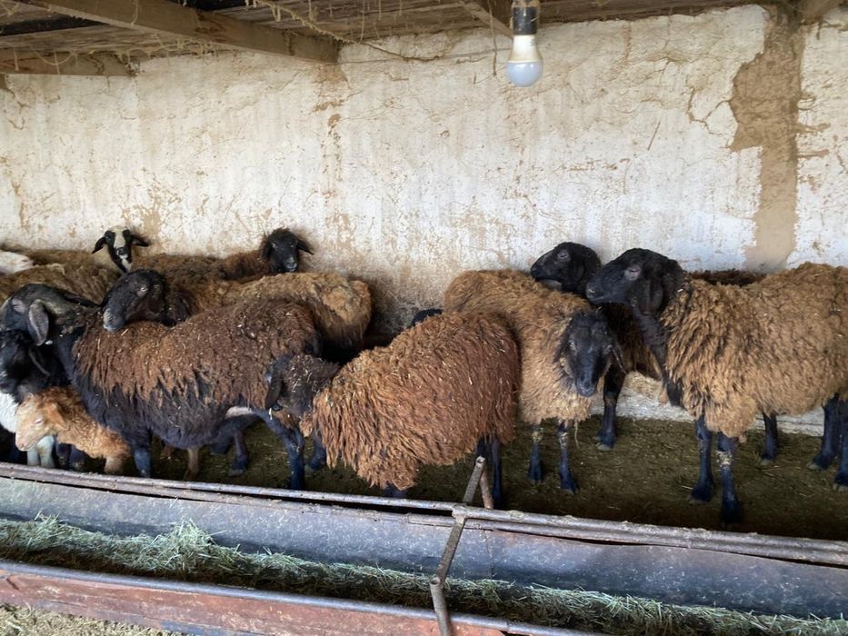 Продам откормленных Овец