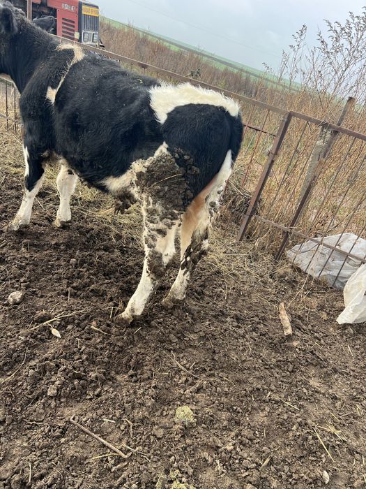 Tăuraș de vânzare