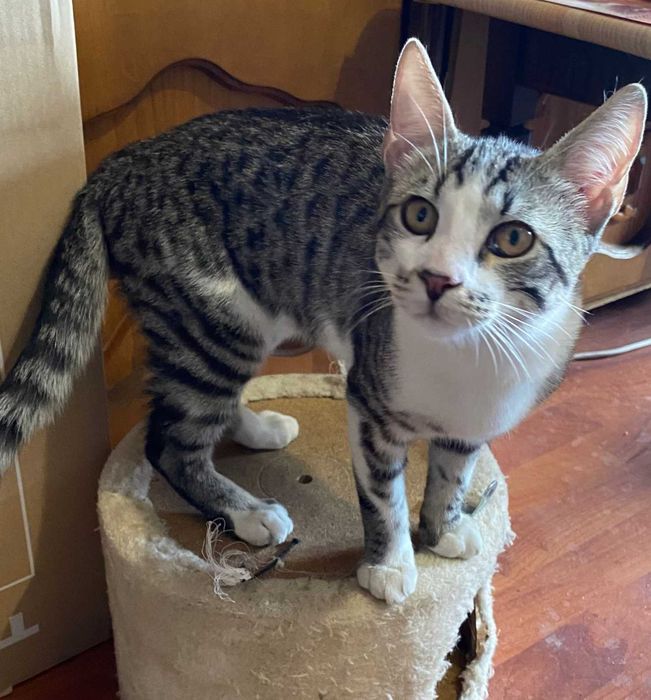 Adoptie pui de pisica Misulicii