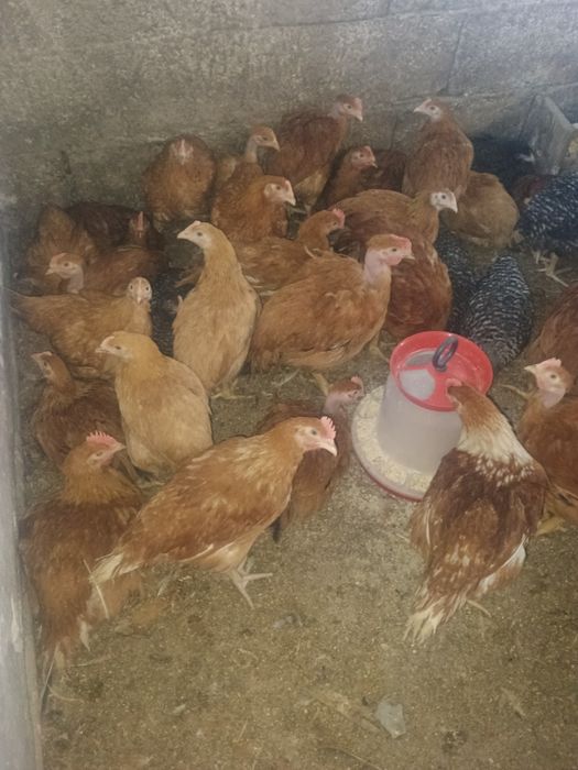 Pui rasa mixta și de carne