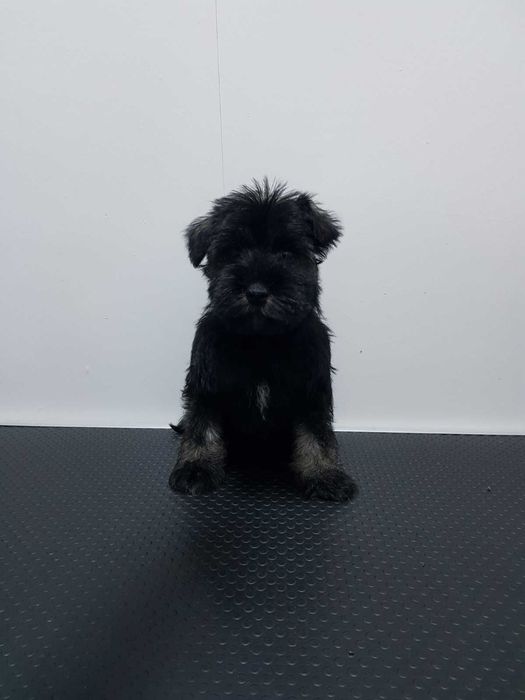 Продава  Пекинез, Мини шпиц, Йоркширски териер, Мини шнауцер