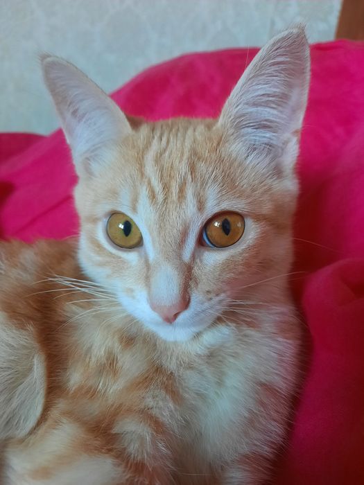 Котёнок 7 месяцев