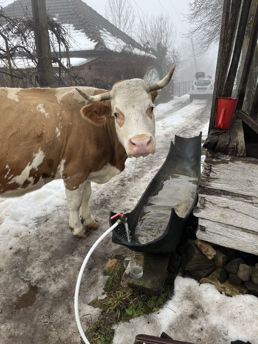 Vacă de vanzare gestantă