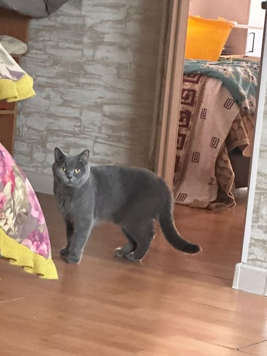 Отдам в хорошие руки