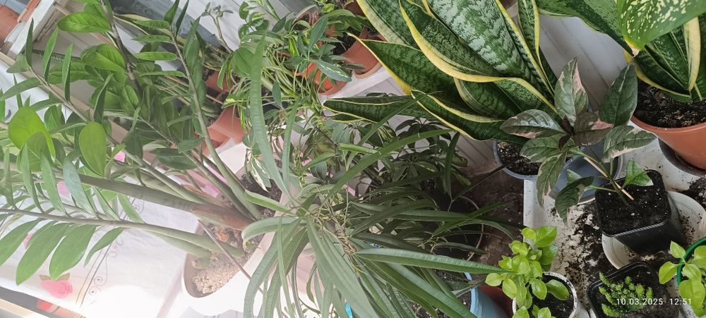 Продаются цветы комнатные