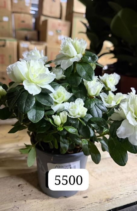 Комнатные цветы Азалия