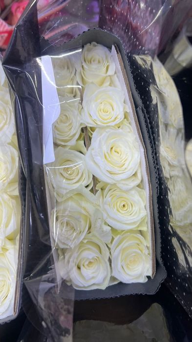 Роза   550 тг штук