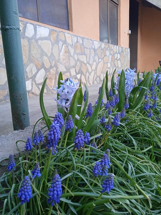 Кампанула гломерата, градински кактус,декоративни ягоди,ирис, луковици