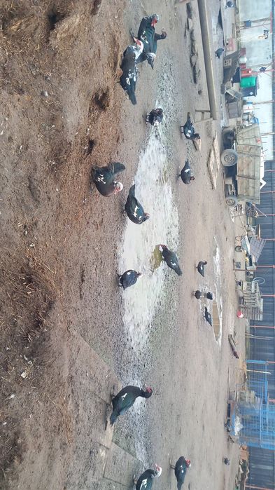 Rate mute... de anu asta