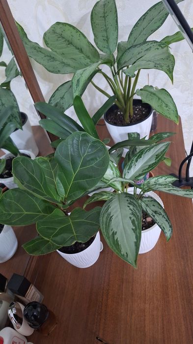 Комнатные цветы продается