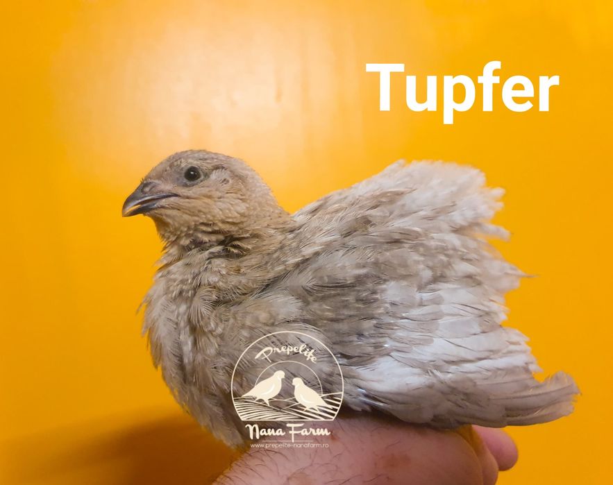 Oua de prepelita pentru incubat !