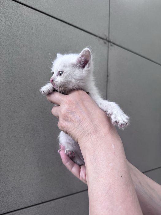 Отдам котят (девочку и мальчика) в добрые руки