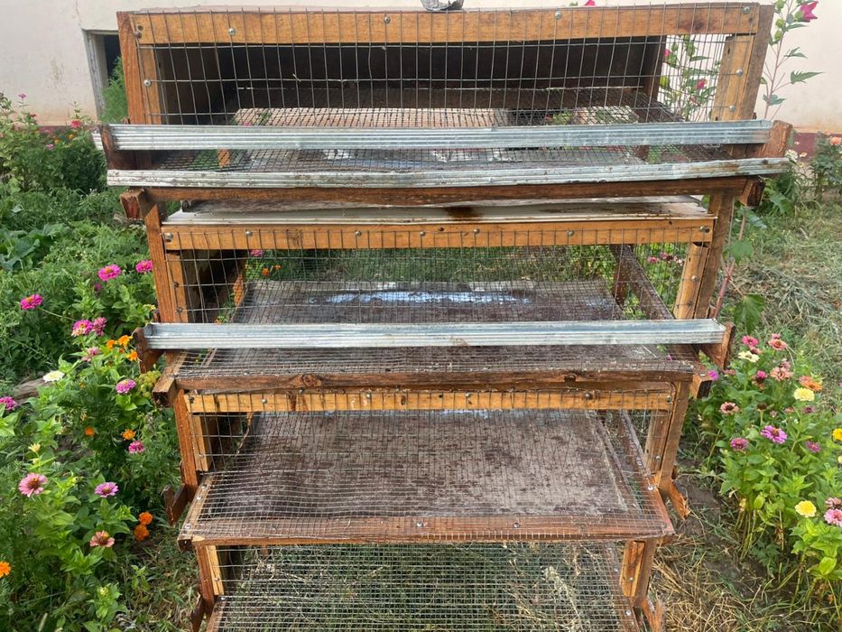 Бодене кора бу/у