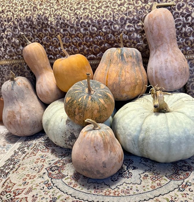 Продаю Тыкву мантная