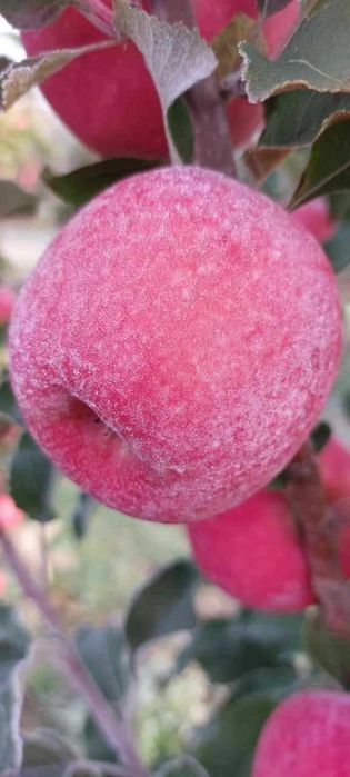 Шредер агро ишончли кучатлар