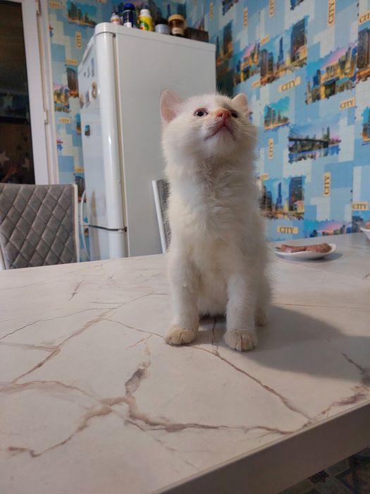 Отдам котят мальчики 2 мес