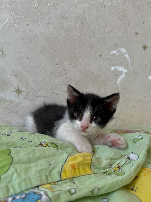 Котенок 1,5 месяца в добрые руки