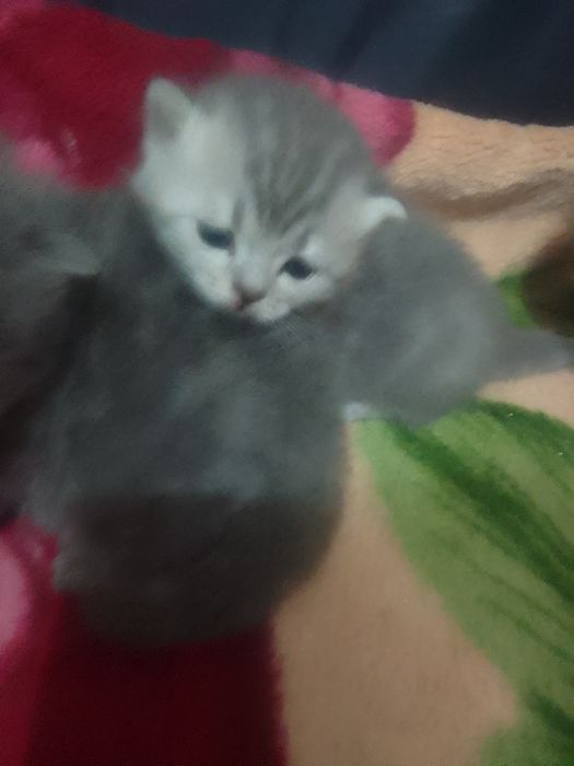 Продам котят Скоттиш страйт