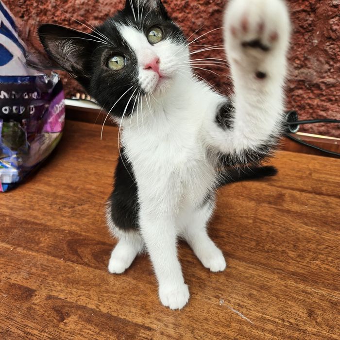 СРОЧНО! Котята ищут хозяина!