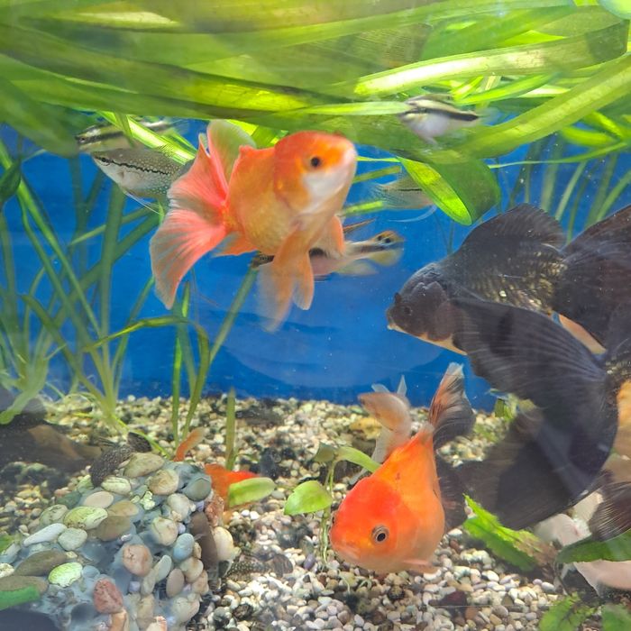 Продам оранд триколор