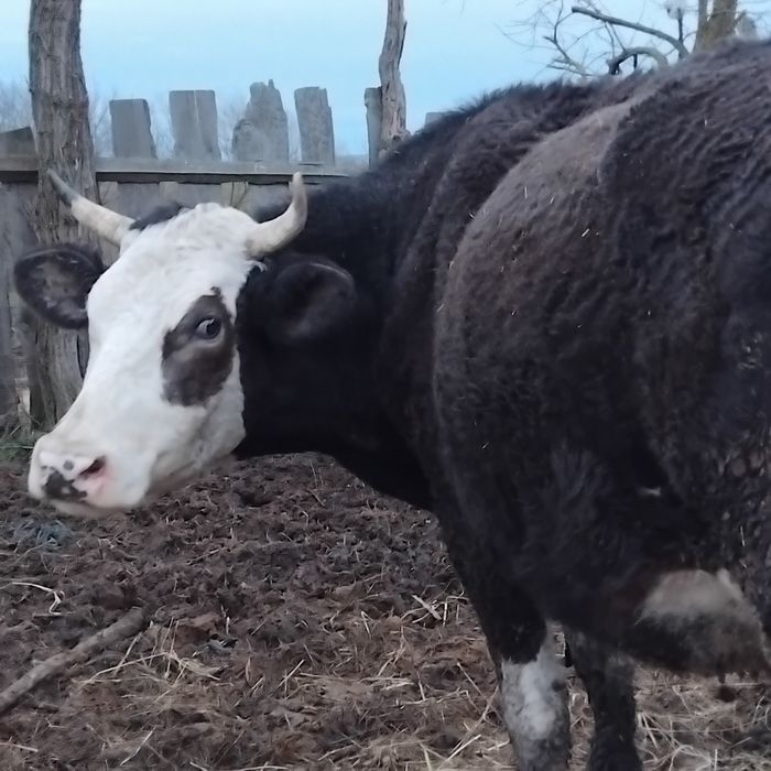 Vand vaca la a doua fatare