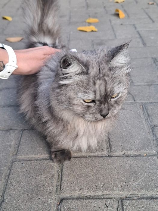 Отдаётся кошка только в надёжные руки
