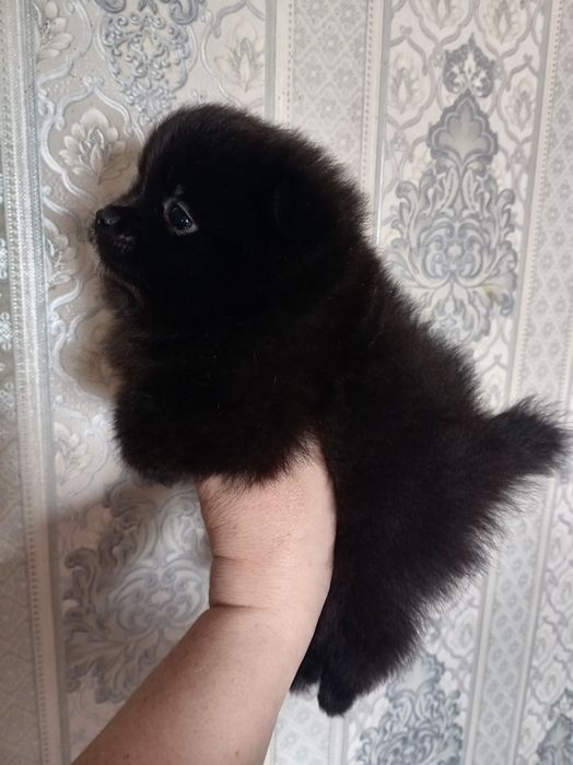 Продам щенков шпица
