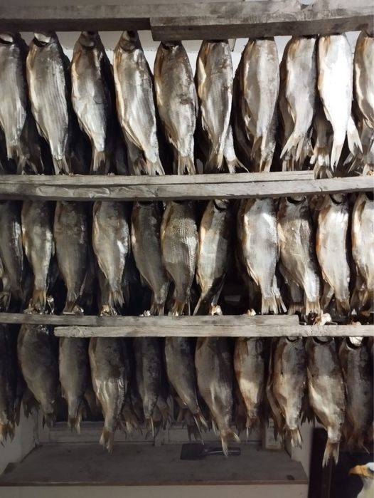 Продается отборный сушенный крупный рыбец!