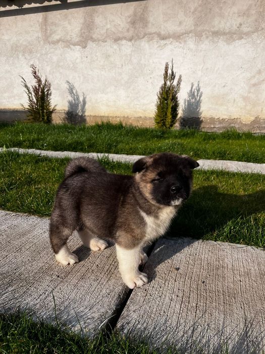 Akita american femela