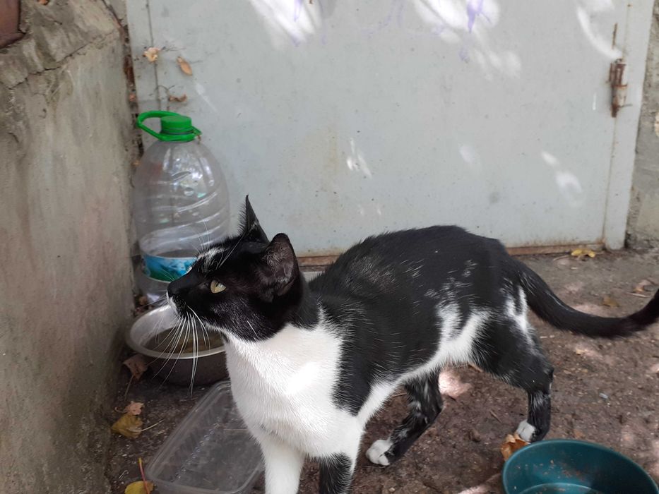 Подарявам 2 котета - майка и син