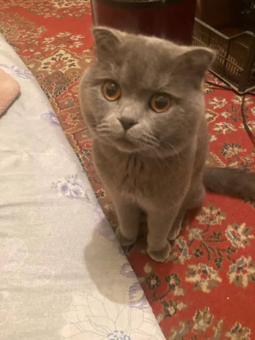 Шотландский вислоухая кошка